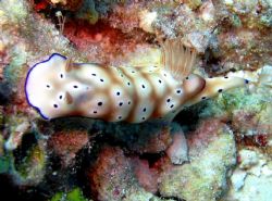 Nudibranch, taken on a shallow reef of the Kwajalein Lago... by Gerry Wolf 